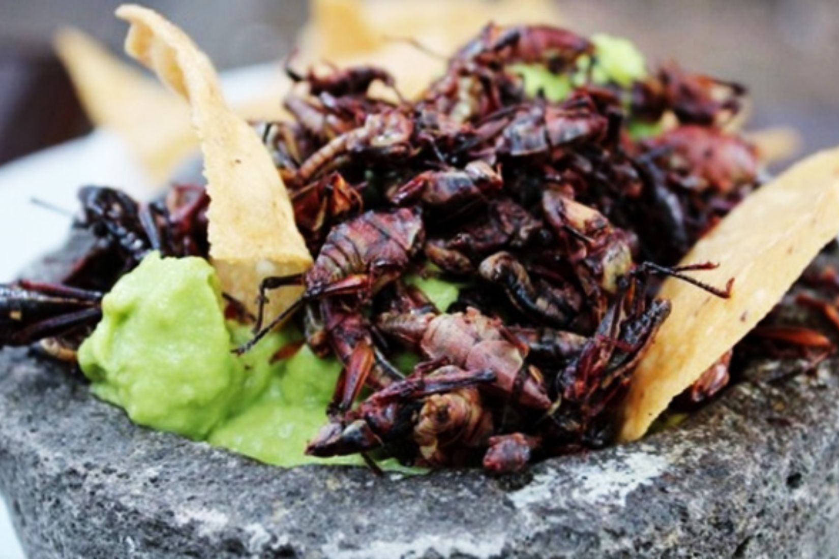 Insectos comestibles. (Foto: Secretaría de Agricultura y Desarrollo rural).