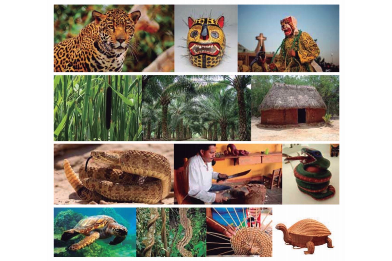 Collage 2 del Catálogo de la Exposición Biodiversidad .
