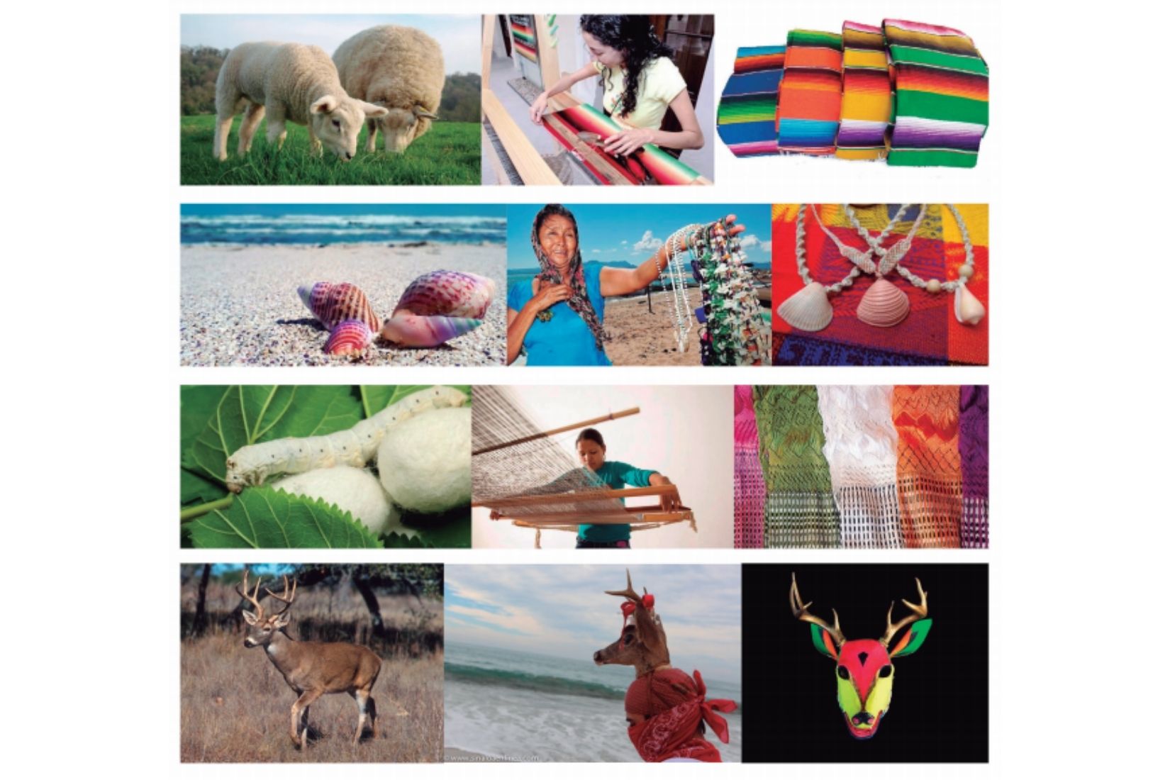 Collage 3 del Catálogo de la Exposición Biodiversidad.